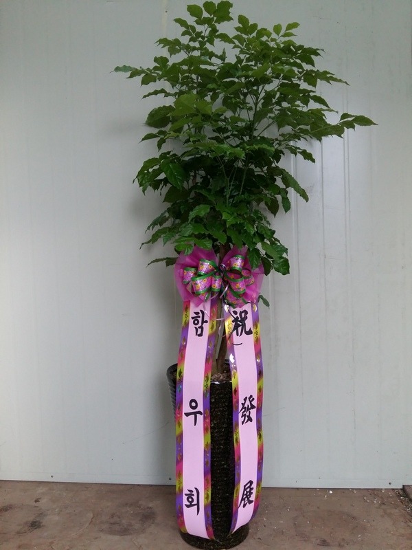[캹]ֵ**ȭй