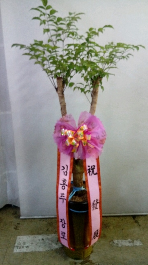 [Ʈ]λ**尳ȭ